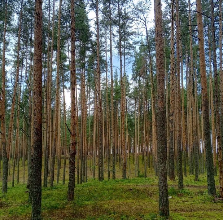 земля р-н Калининский д Поддубье фото 3