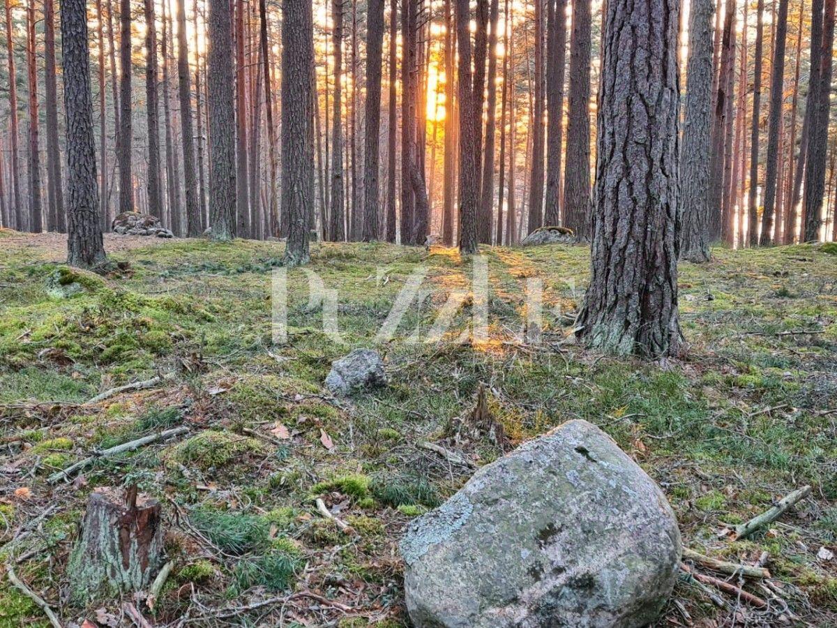 земля р-н Приозерский п Саперное Петровское сельское поселение, СНТ «Аналитик», 3 линия фото 2