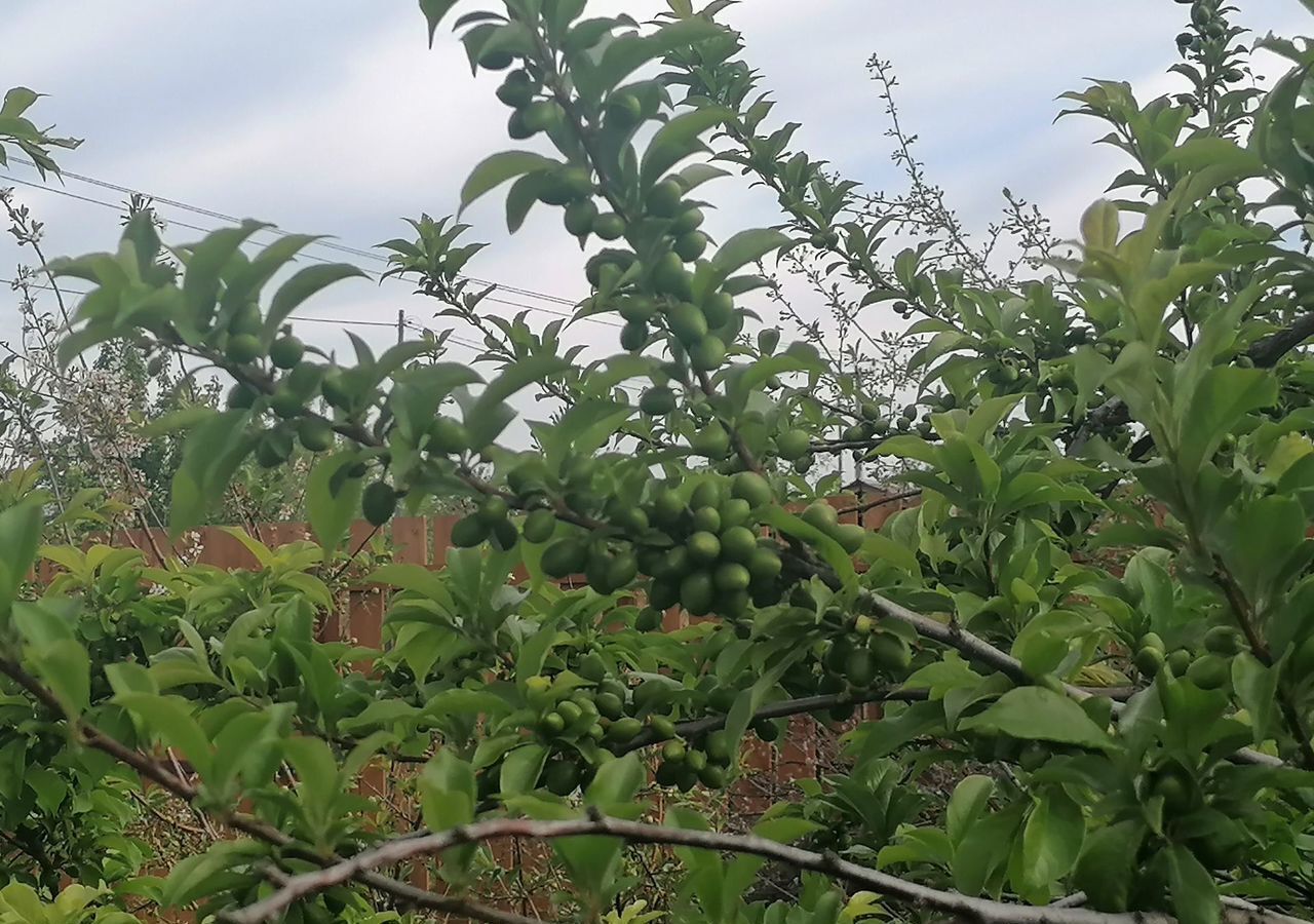 дом р-н Березовский д Кузнецово снт Солнечное 12 сельсовет, Красноярск, Зыковский фото 4