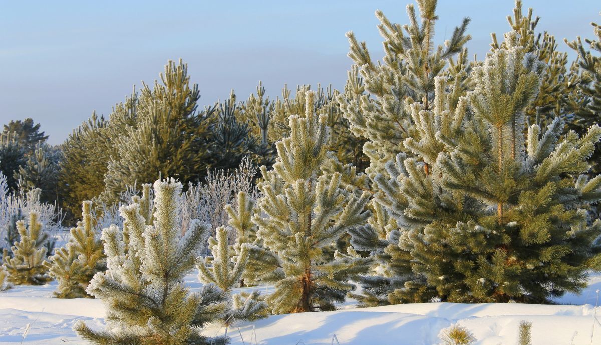 дом р-н Белоярский п Гагарский загородный комплекс Лайф, Заречный фото 10