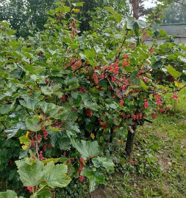 дом городской округ Бор, 23, деревня Петрово фото 4