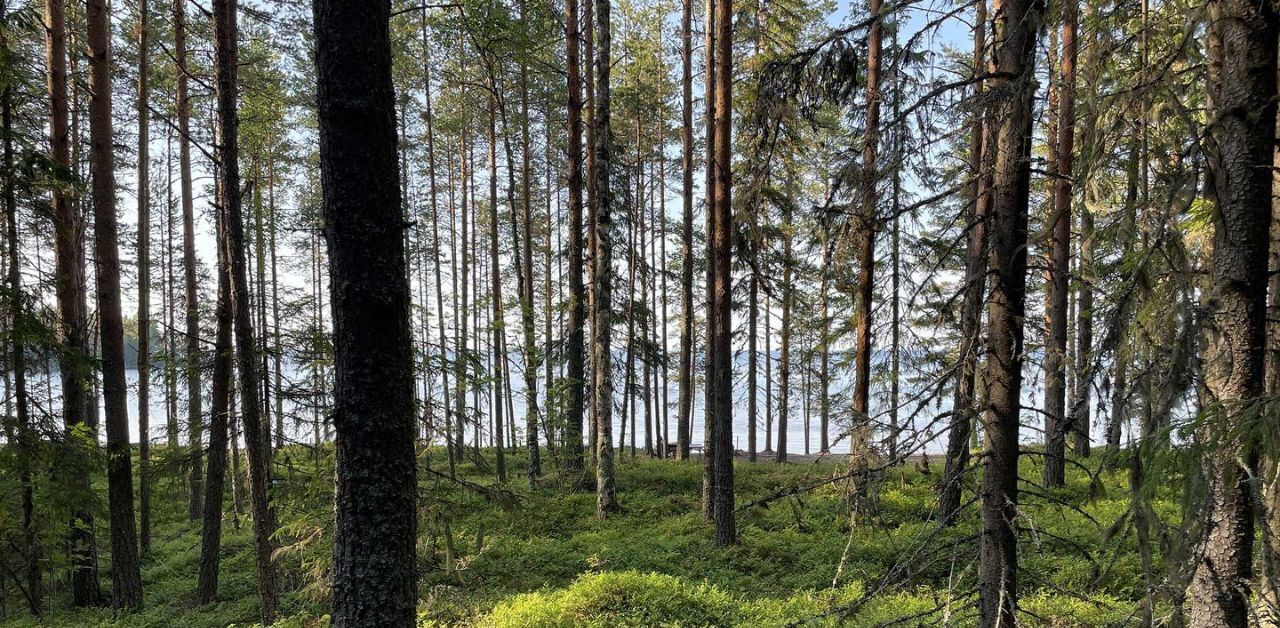 дом р-н Прионежский п Кварцитный Шокшинское поселение, ул. Набережная, 35 фото 42