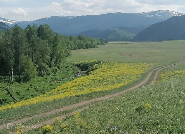 земля р-н Чарышский фото 5