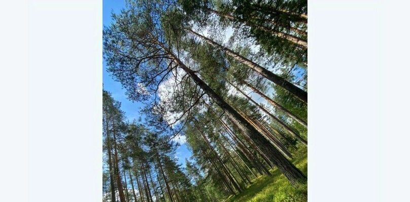 дом р-н Приозерский п Славянка с пос, Громовское фото 6