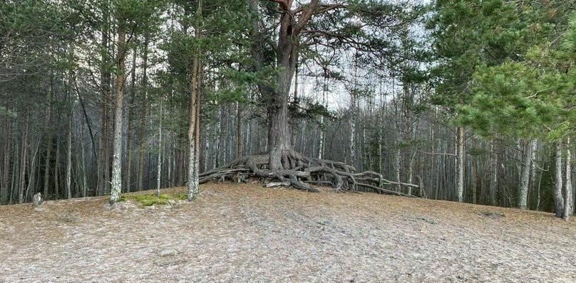 дом р-н Приозерский дп Массив Моторное снт Белые ночи Ларионовское с/пос фото 9