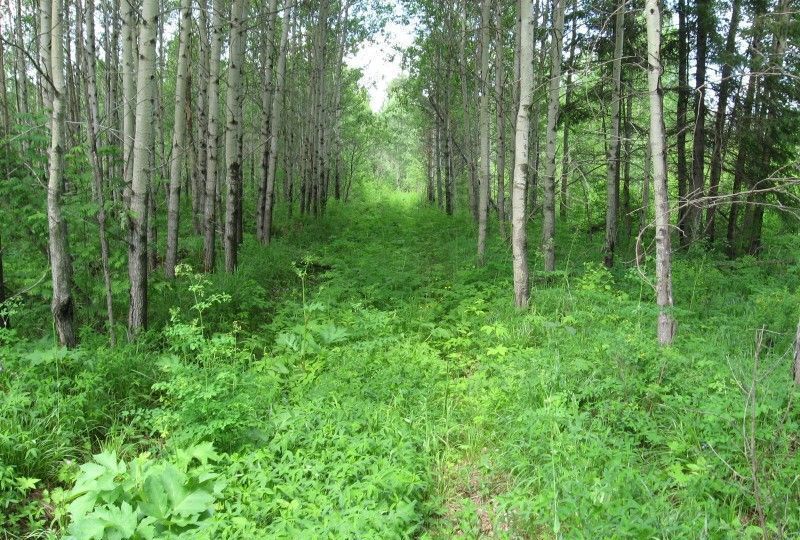 земля г Верхняя Пышма Старотагильский тракт, 19 км, Среднеуральск фото 3