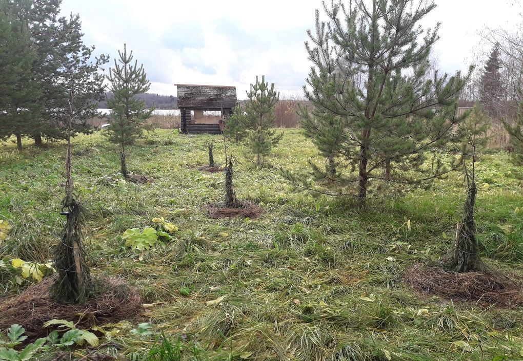 земля р-н Бокситогорский д Окулово Трасса Вологда — Новая Ладога, Самойловское сельское поселение, Пикалево фото 4