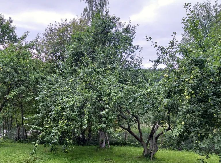 дом г Сортавала п Вуорио Сортавальский муниципальный округ, 27 фото 2