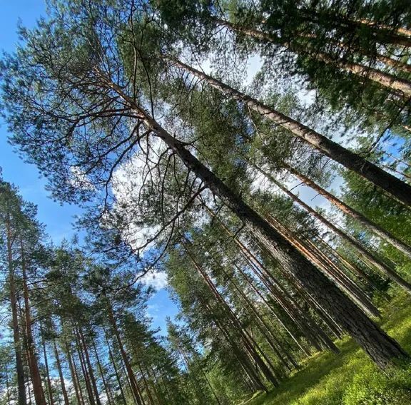 дом р-н Приозерский п Славянка ул Центральная 38 с пос, Громовское фото 14