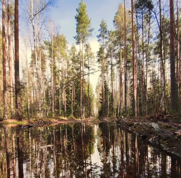 дом р-н Всеволожский снт Родничковое Всеволожское городское поселение, 379 фото 28