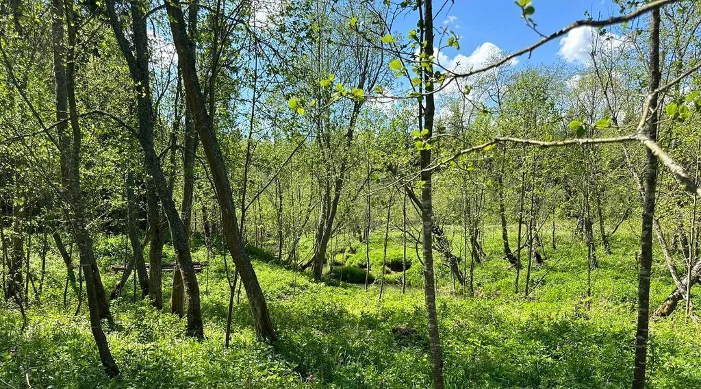 дом городской округ Дмитровский д Шадрино 210 фото 17