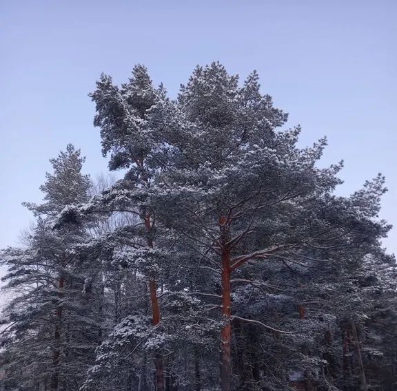 дом р-н Некрасовский п при профилактории "Строитель" с пос, Некрасовское фото 23