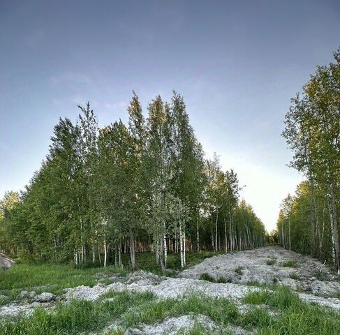 г Павловск р-н Пушкинский Павлов Скай кп фото