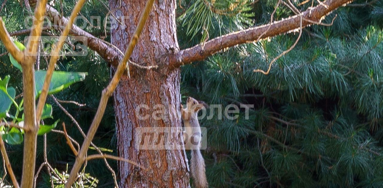 земля р-н Тюменский д Дударева ул Цветочная фото 3