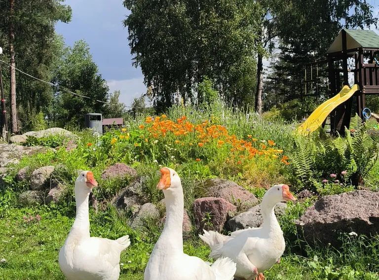 дом р-н Выборгский п Козлово Каменногорское городское поселение, 30 фото 24