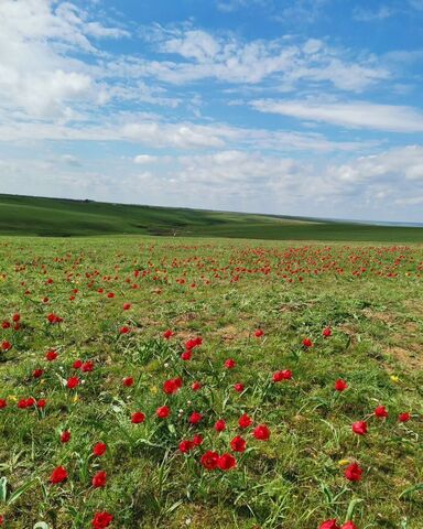 земля ул Эркетиновская фото