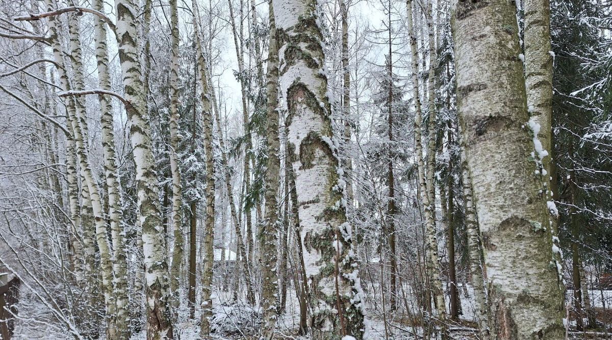 земля городской округ Красногорск п Нахабино снт Лужки Нахабино, ул. Кантурова, 90 фото 3