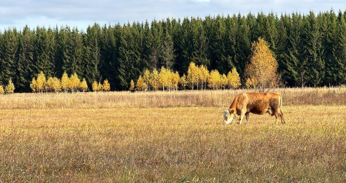 земля р-н Лаишевский с Столбище ул Родниковая Республика Татарстан Татарстан, Столбищенское сельское поселение фото 2