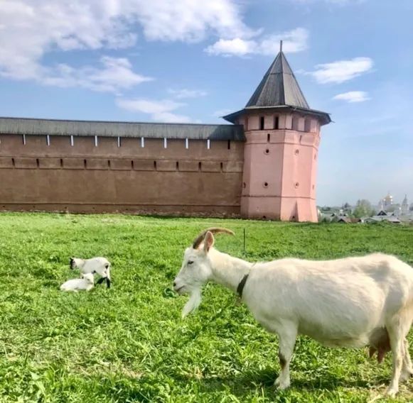 дом р-н Суздальский г Суздаль ул Спасская 30 фото 2