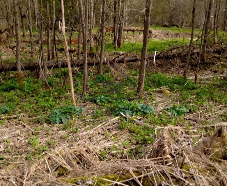 земля городской округ Дмитровский фото 3