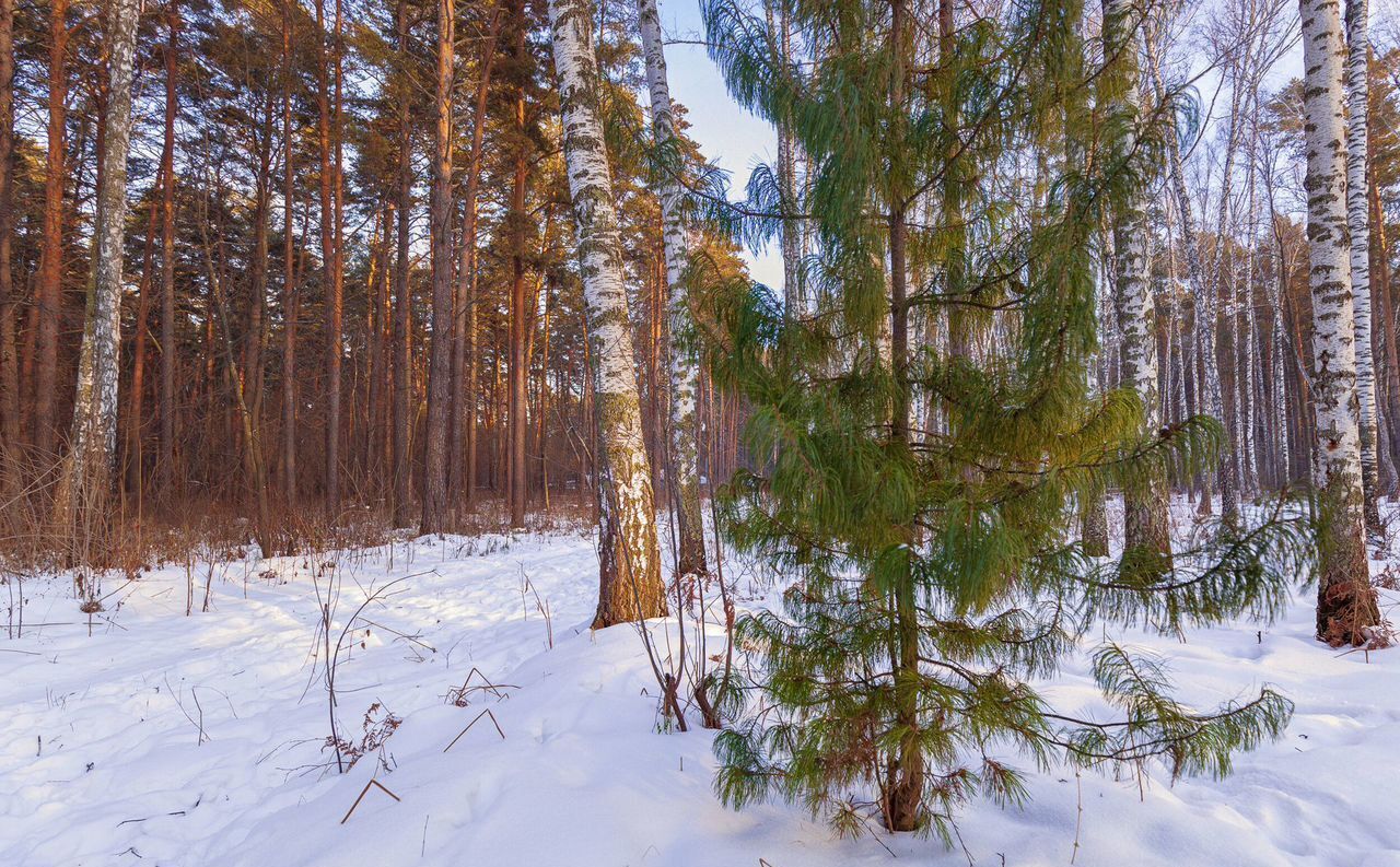 земля г Новосибирск р-н Заельцовский Мочищенское шоссе фото 15