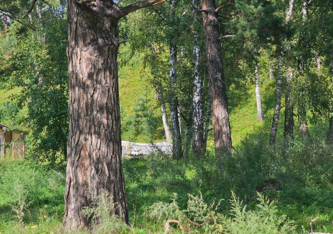 земля р-н Чемальский с Узнезя Горно-Алтайск фото 5