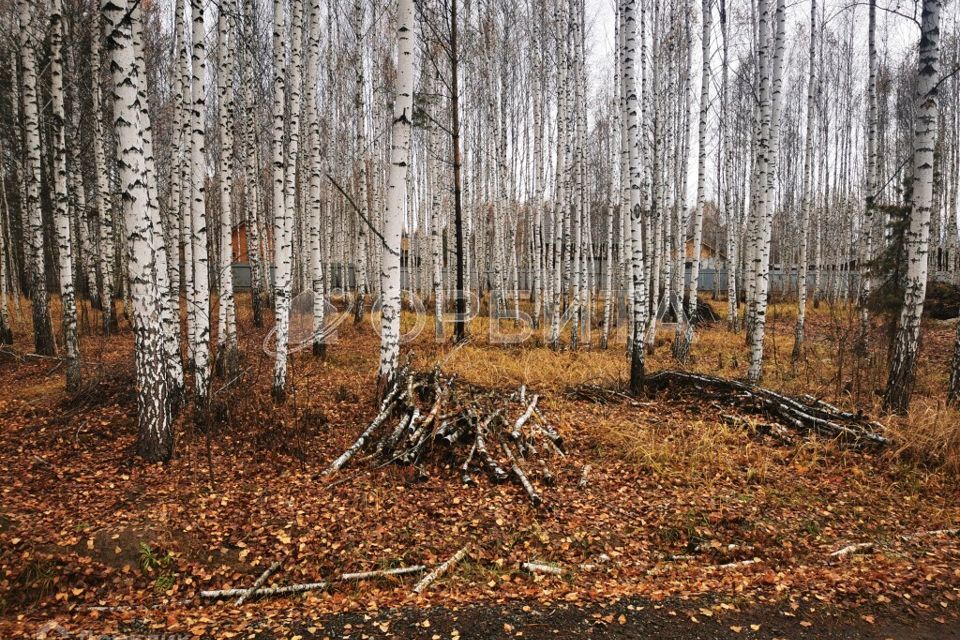 земля р-н Нижнетавдинский ДНТ Царицыно фото 4