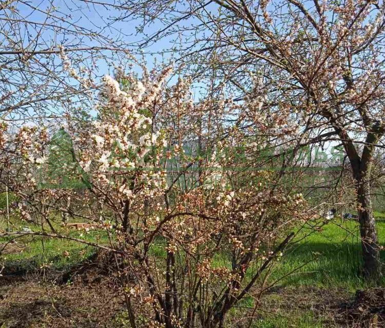 земля муниципальное образование Саратов, Широкий Буерак фото 6