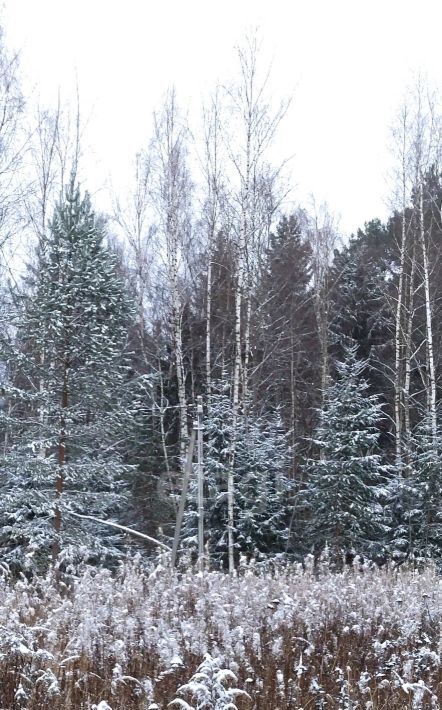 земля р-н Бабынинский д Рындино 17, Воротынск городское поселение фото 3