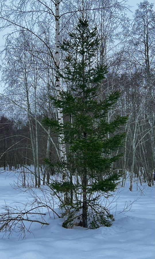 земля направление Рижское (северо-запад) ш Новорижское 107 км, коттеджный пос. Пойма Рузы-3, Шаховская фото 35