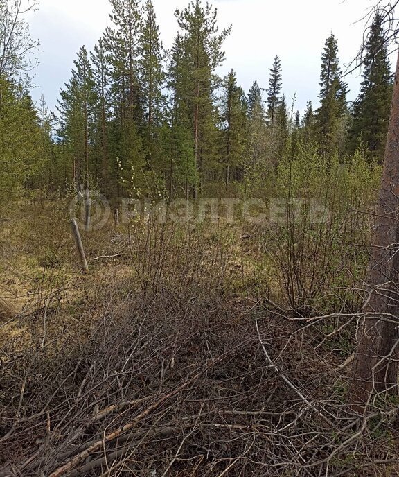 земля г Мончегорск садоводческий массив района Риж-Губы, СОТ Лапландия фото 5