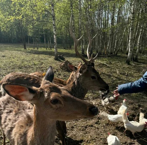 дом городской округ Волоколамский Тихая Горка садовое товарищество, 1 фото 38