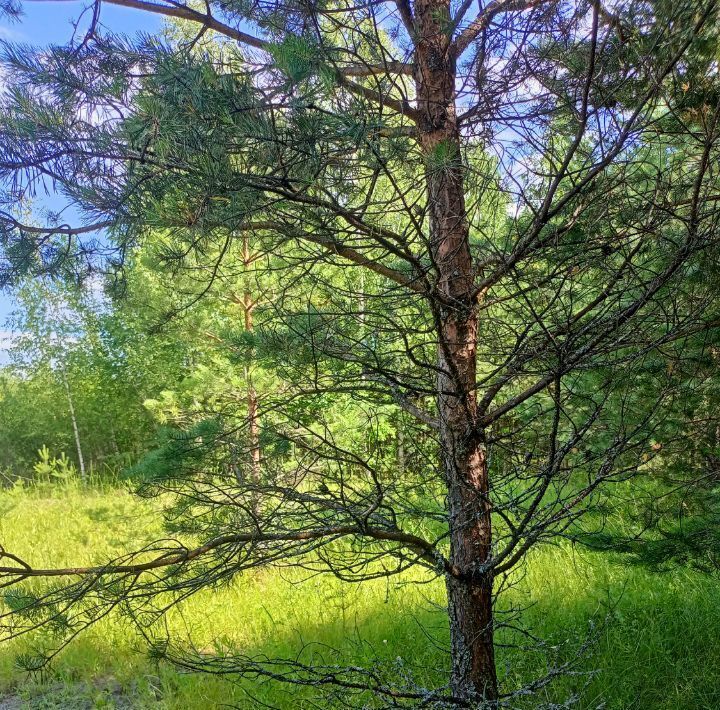 земля р-н Варнавинский Курдома тер фото 15