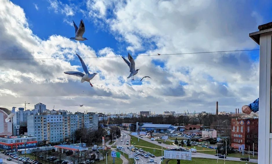 квартира г Калининград р-н Ленинградский пр-кт Московский 9 фото 13