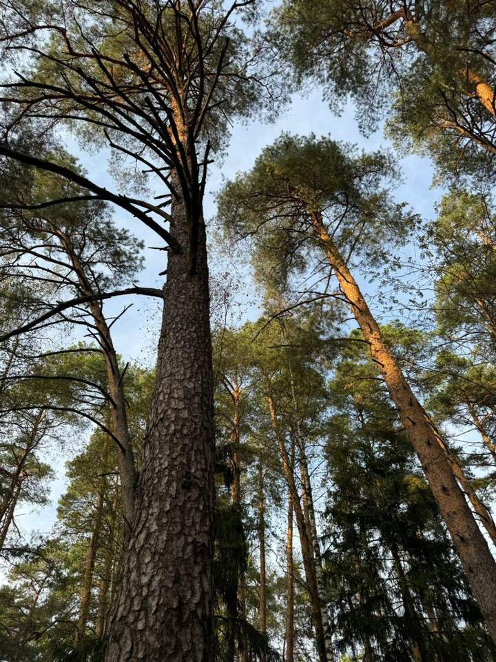 земля городской округ Одинцовский п Николина Гора Одинцово г, Рублево-Успенское шоссе, 1-й Поперечный просек фото 1