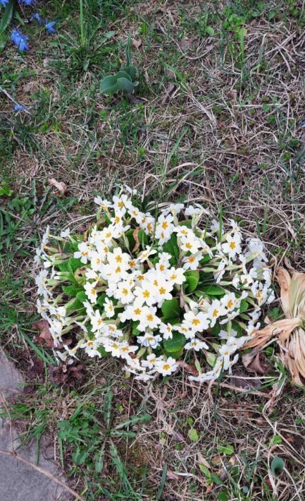 дом р-н Городецкий снт Ясная поляна Богородский муниципальный округ фото 16