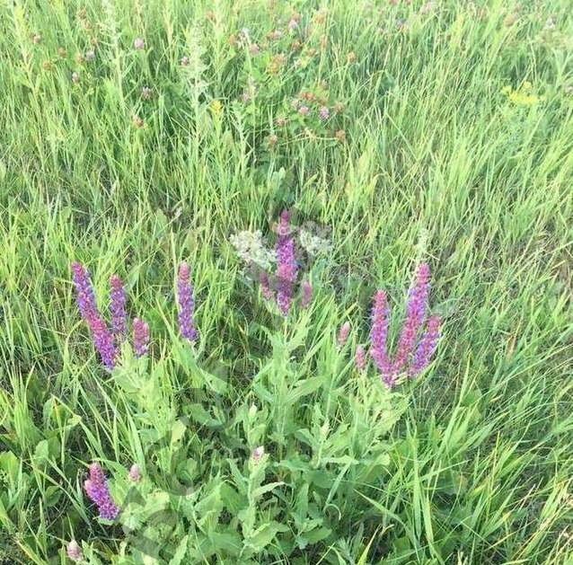 земля р-н Белгородский с Головино с пос, Головинское фото 1