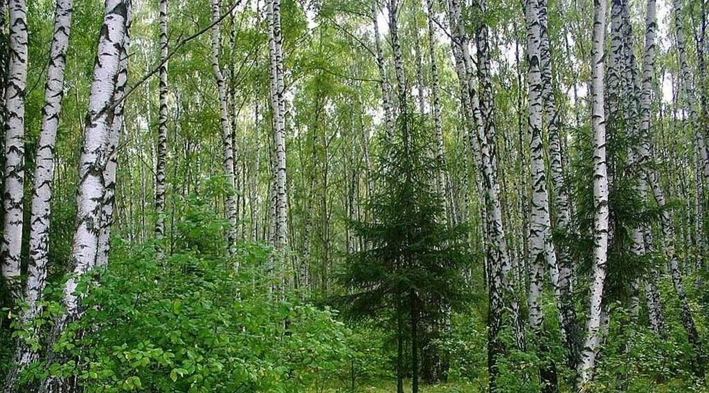 земля городской округ Раменский ДНТ Васильково Чехов городской округ фото 1