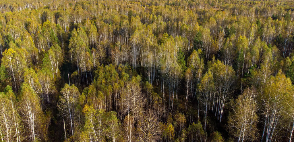 земля г Тюмень снт Светлое фото 3