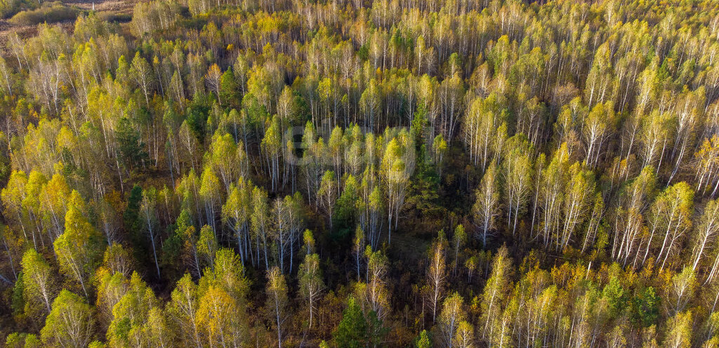 земля г Тюмень снт Светлое фото 4