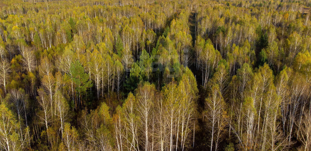 земля г Тюмень снт Светлое фото 5