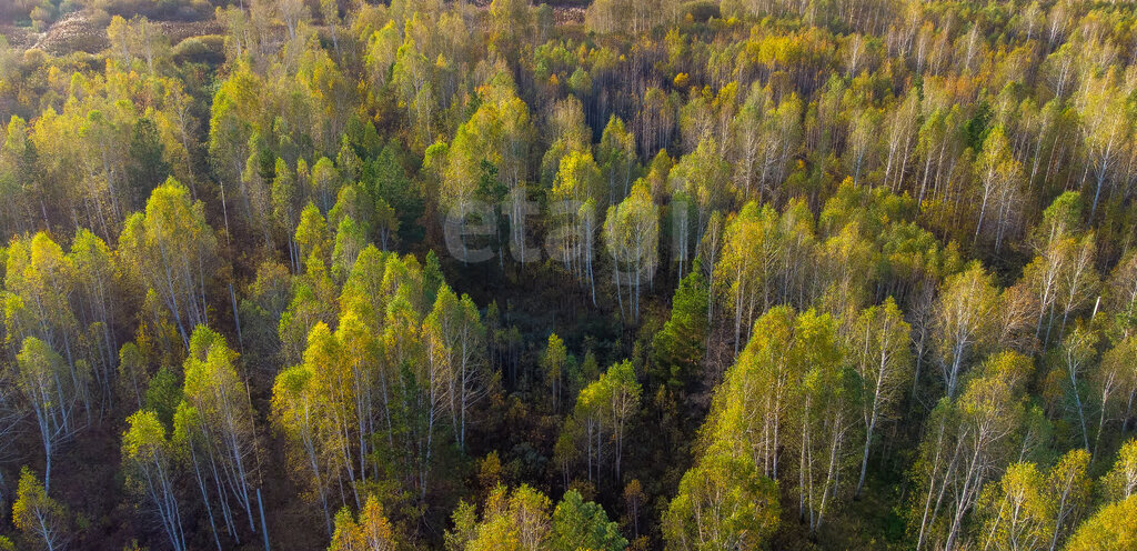 земля г Тюмень снт Светлое фото 14