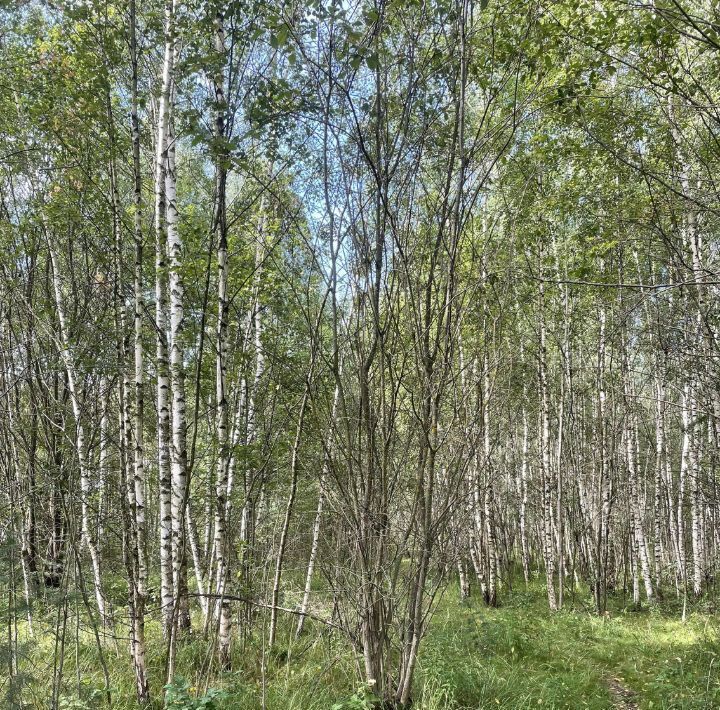 офис городской округ Богородский г Ногинск с. Старое Торбеево фото 3