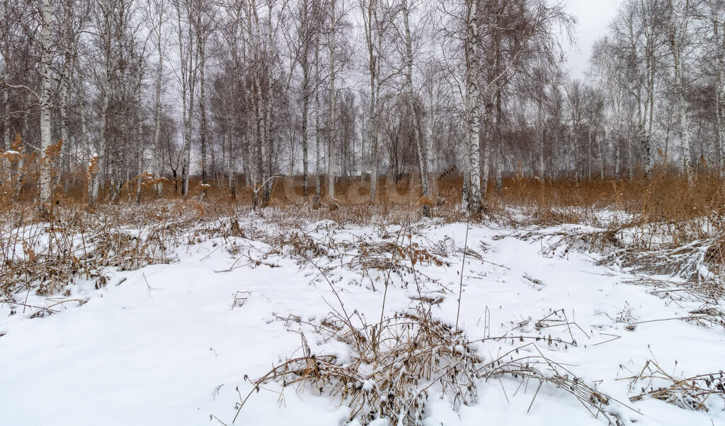 земля р-н Нижнетавдинский садовое товарищество Сотовик фото 7