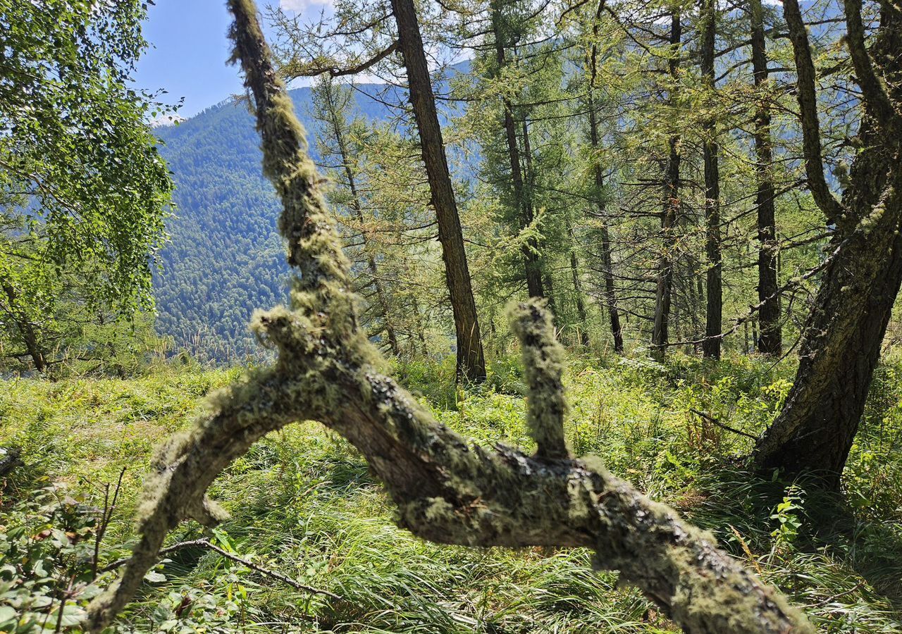 общепит, отдых р-н Чемальский с Эдиган ул Каинзаринская 15 Онгудай фото 4