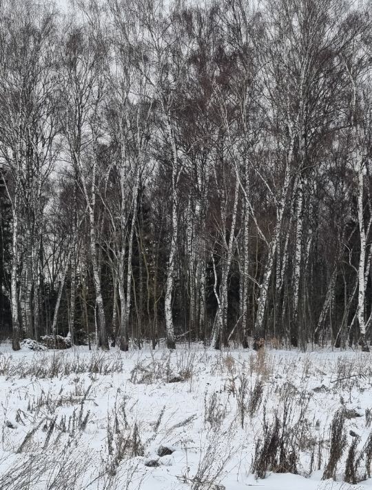 земля городской округ Домодедово д Шишкино Растуновский административный округ, Васнецово кп, 159 фото 13