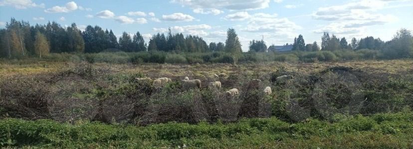 земля р-н Ярковский с Ярково Ярковское сельское поселение фото 9