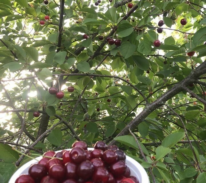 дом г Краснодар р-н Прикубанский Краснодар городской округ, посёлок Берёзовый, 1/1 фото 4