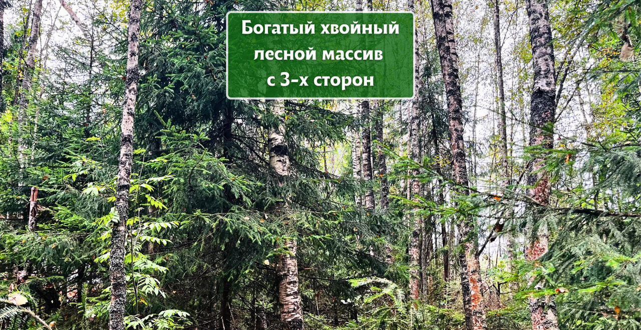 земля городской округ Дмитровский п Новое Гришино 33 км, Деденево, Дмитровское шоссе фото 11