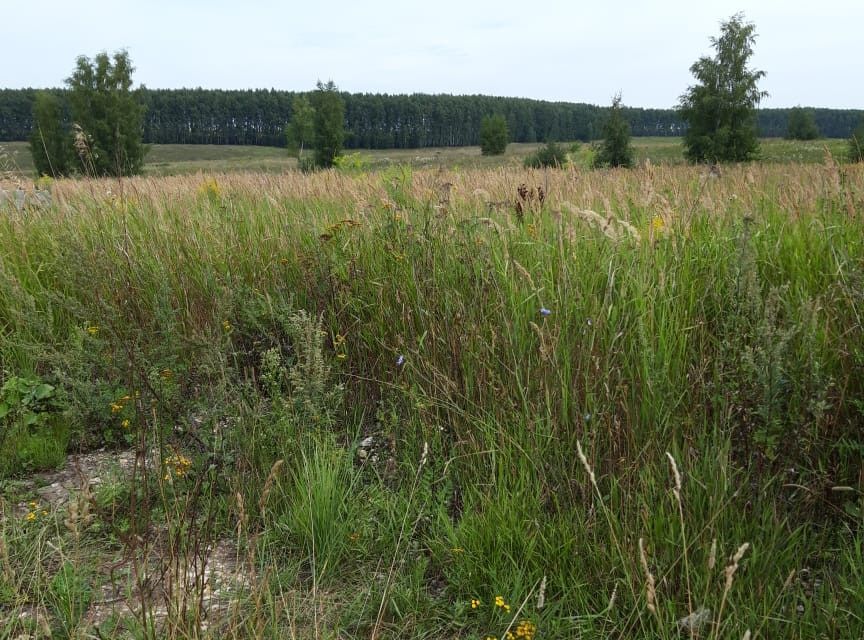 земля городской округ Серебряные Пруды село Кормовое фото 6